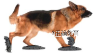 www.xiangpi.com