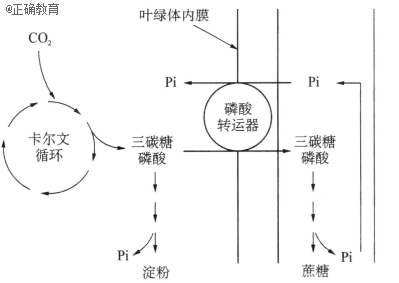 植物叶肉细胞光合作用的碳反应 蔗糖与淀粉合成代谢途径如图所示.