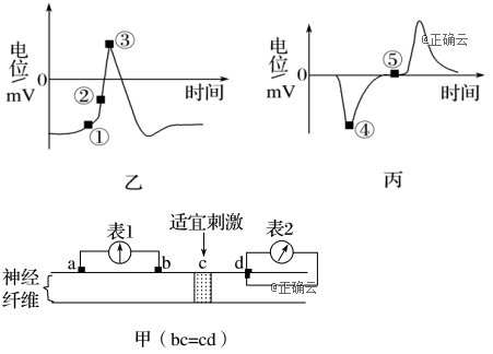 表1两电极分别在处给予适宜刺激,相关的电位变化曲线如乙图,丙图所示