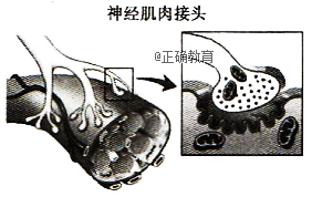 如图为神经肌肉接头模式图,下列分析错误的是)