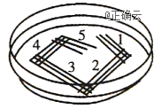 微生物接种方法很多,平板划线法是最常用的一种.