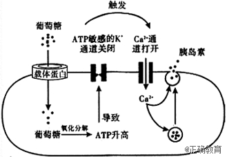 胰岛素细胞膜内外 和 存在浓度差,其浓度差的建立和维持主要依靠的跨