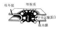 大分子凭借自身的核定位信号与核孔复合体蛋白质(主要是中央运输蛋白)