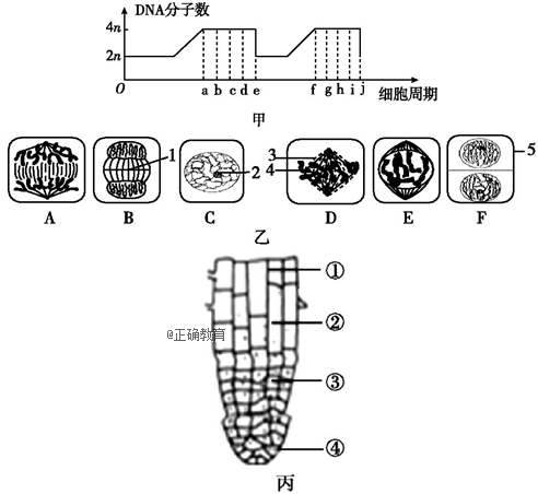 图乙为有丝分裂各时期图像(未排序),图丙是洋葱根尖结构图,请完成下列