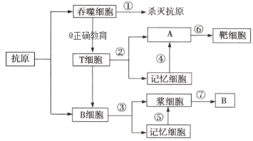 如图为人体免疫部分过程示意图,请据图回答:(括号中填图中编号,横线上