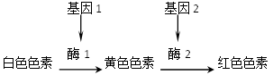 www.xiangpi.com