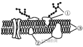 www.xiangpi.com