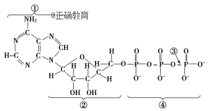 ②代表脱氧核糖 c③代表普通磷酸键 d.