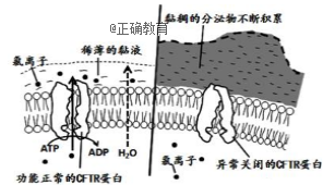 囊性纤维病是一种严重的遗传性疾病,导致这一疾病发生的主要原因是编码CFTR蛋白的基因发生突变,下图表示CFTR蛋白在氯离子跨膜运输过程中的作用。1.图中所示的 |