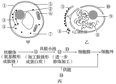 下面甲图为酵母菌细胞部分结构示意图,乙图是甲图局部