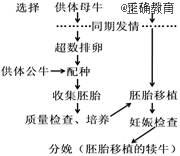 如图是牛胚胎移植示意图,请回答相关问题(1)牛胚胎移植过程中,分娩