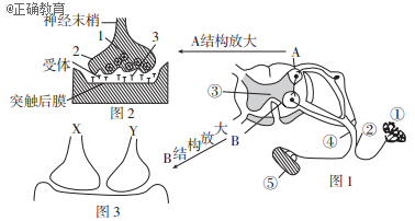 如图是一个反射弧和突触的结构示意图,根据图示信息回答下列问题