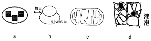 下列关于细胞器的结构和功能的说法,正确的是( )