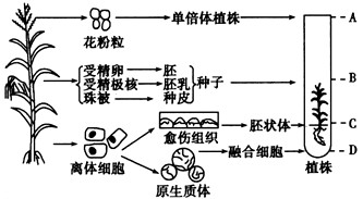 下图表示基因型为aabb的玉米植株的四种培育过程,从上到下依次为a,b,c