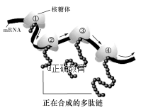 www.xiangpi.com