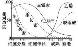 如图表示果实生长发育成熟过程中的植物激素变化情况.