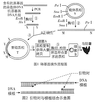 引物对a p1 aactgaaatgtagctatc p2 ttaagtccattactctag 引物对b