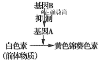 www.xiangpi.com