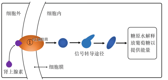 www.xiangpi.com