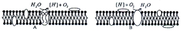 www.xiangpi.com