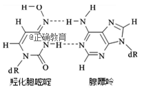 若一个dna片段的一个胞嘧啶分子转变为羟化胞嘧啶,下列相关叙述错误