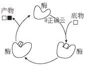 如图为酶与底物结合示意图,下列有关叙述不正确的是)