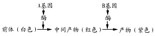 www.xiangpi.com