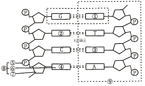 如图是某dna分子的局部结构示意图,请据图回答.