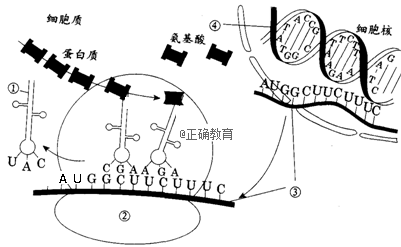 如图是蛋白质合成示意图(①~④表示的是物质或结构).