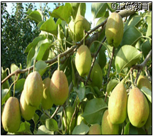 www.xiangpi.com