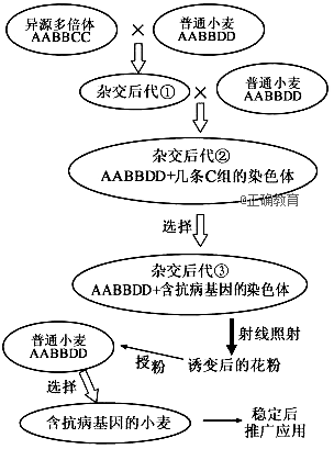 异源多倍体是由两种植物aabb与cc远源杂交形成的后代经