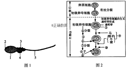 人造细胞卵_人造细胞卵努力值_卵细胞发生
