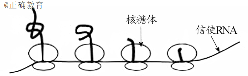 www.xiangpi.com