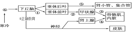 下图是人体体温与水平衡调节的示意图,下列叙述不正确