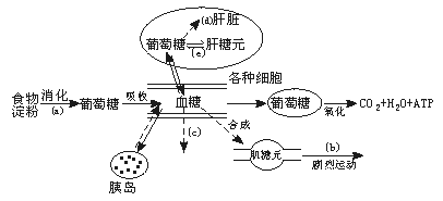 下图是正常人的糖代谢途径及其调节的示意图,请据图回答