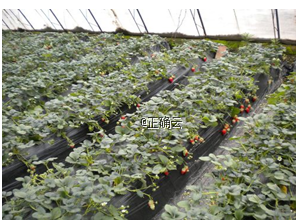 www.xiangpi.com