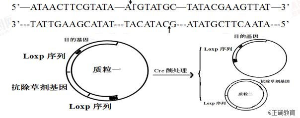 科学家尝试使用cre/lop位点特异性重组系统,在检测目的基因导入成功