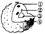 如图是细胞核的结构模式图,下列关于各结构及功能的叙述错误的是( )