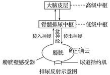 下图是人体排尿反射的示意图,据图回答下列问题