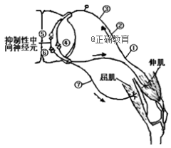 如图是膝反射示意图。据图分析错误的是( )A.图