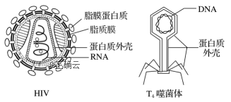 下图为hiv和t 4噬菌体结构示意图,请据图判断下列说法正确的是(   )