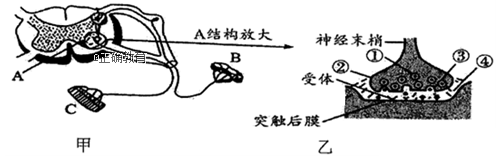 www.xiangpi.com
