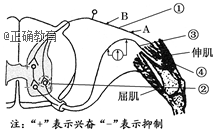 下图为膝反射示意图,其中①~④表示结构.请据图回答