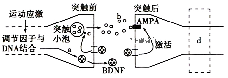 突触小泡中的b物质是