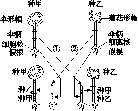 如图为两种单细胞伞藻的幼体相互嫁接的实验示意图.