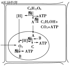 细胞呼吸分有氧呼吸和无氧呼吸,两者进行的场