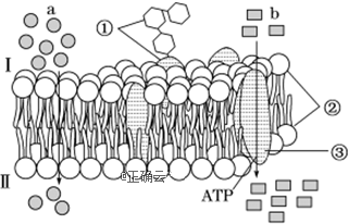 如图表示细胞膜的结构示意图,其中