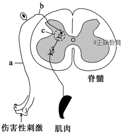 图示反射弧中a是