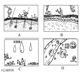 破伤风杆菌芽孢绘图_手绘