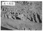 www.xiangpi.com